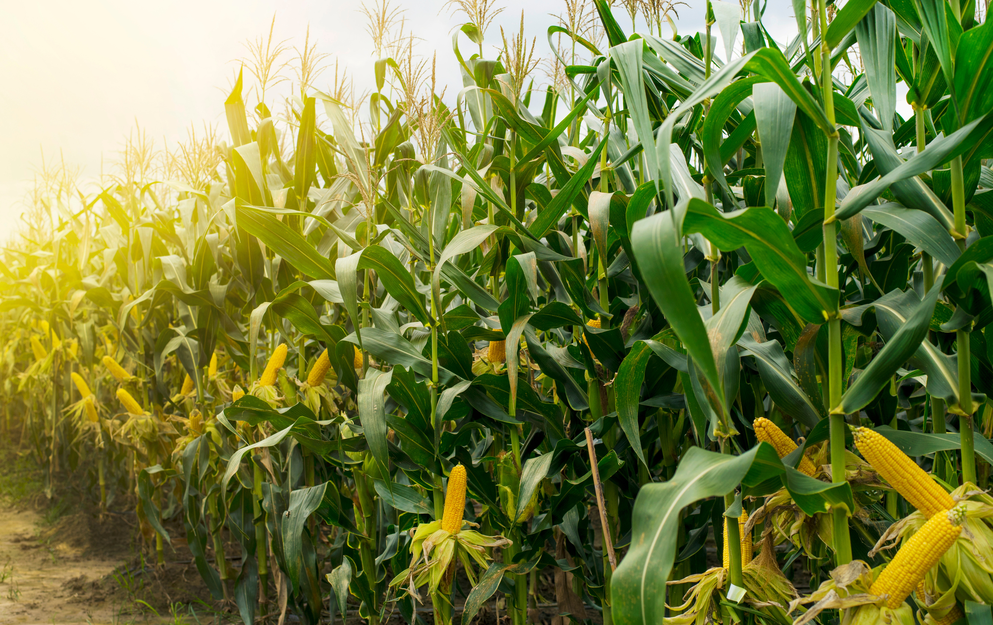 Corn Field at Sunset
